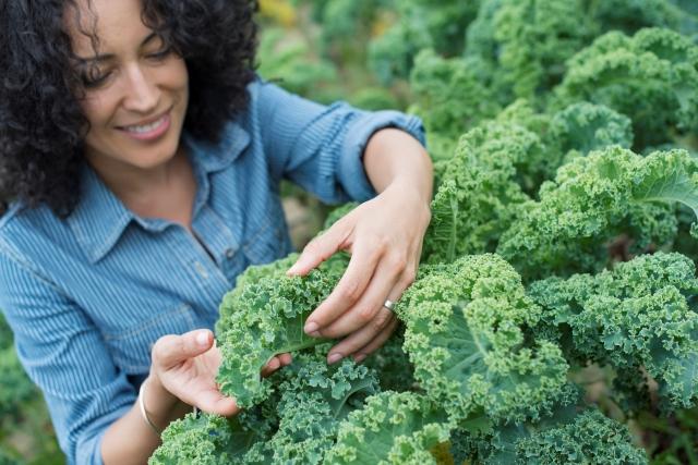 The 3 Best Products to Grow in Your Indoor Hydroponic Garden cover picture