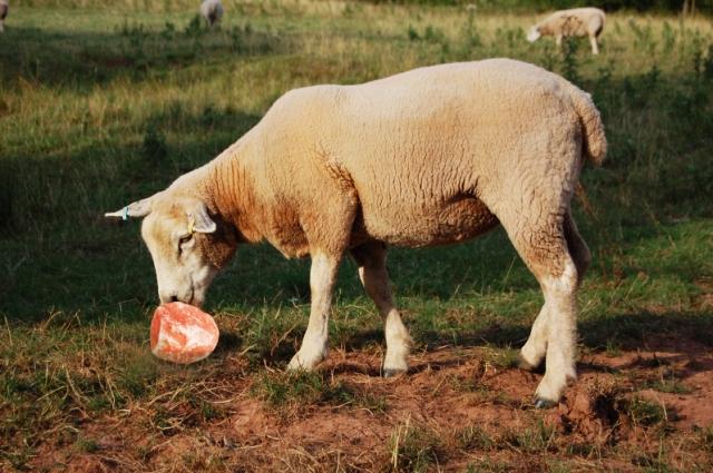 The Unseen Benefits of Licking Salt and Salt Licks for Animals cover picture