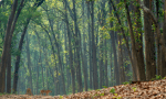 Discover the Magic of Masai Mara: A Timeless Wildlife Paradise cover picture
