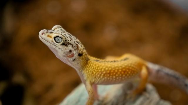 How a New Pet Can Change Your Life for the Better cover picture