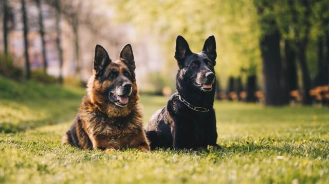 Dogs trained to track Covid with human sweat cover picture