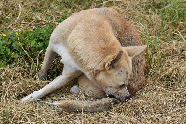 Understanding Fleas and Ticks: Why Prevention Matters cover picture