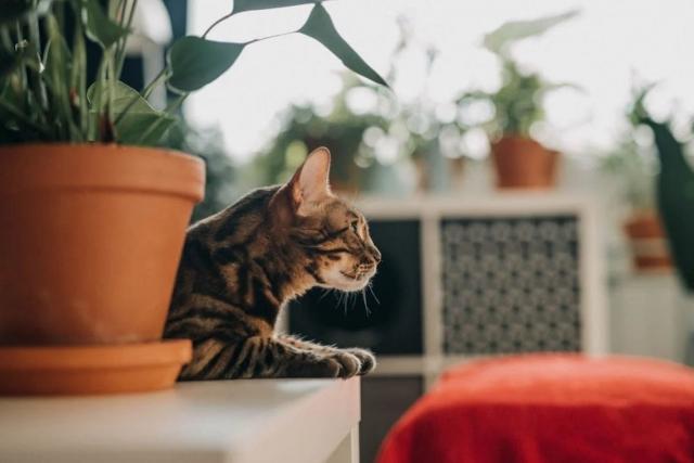 Solving the Litter Box Maze: Tips for First-Time Cat Moms cover picture