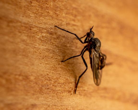 Dealing with Insects in the Home