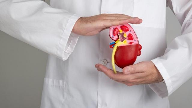 What is Kidney Disease and is it Possible to Test it at Home? cover picture
