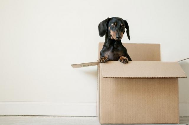 Tips for Moving Without Stress and Anxiety cover picture