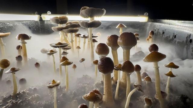 Understanding State Law for Spiritual Use of Psychedelics cover picture