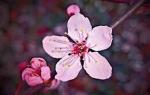 Flowers Are the Essential Things Our Life Should Have cover picture