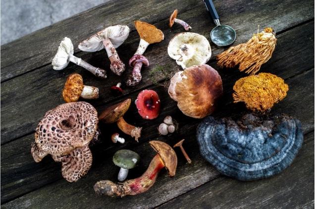 Top 6 medicinal mushrooms and their benefits cover picture
