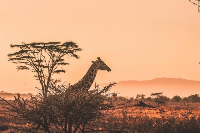 Destinations for Indulgent Escapes in Kenya cover picture