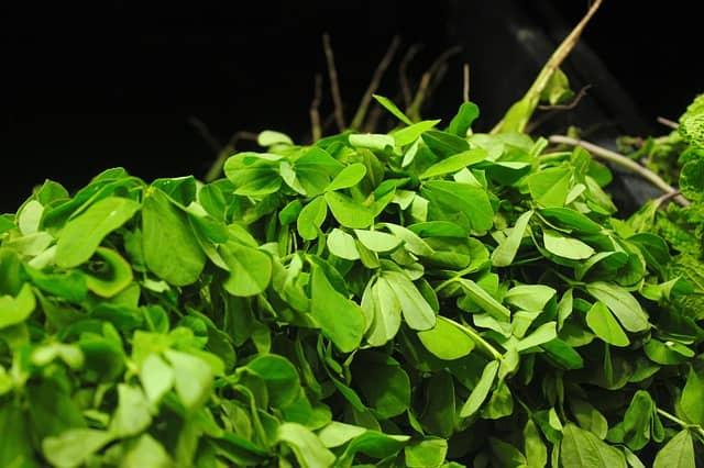 Antidiabetic plants; lowering blood sugar with natural herbs cover picture