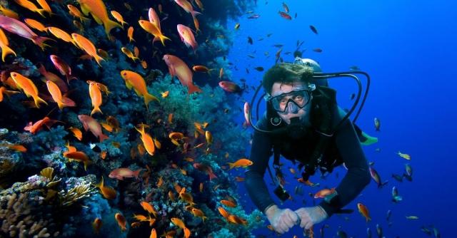 New Hobbies: Reasons You Should Go Scuba Diving cover picture