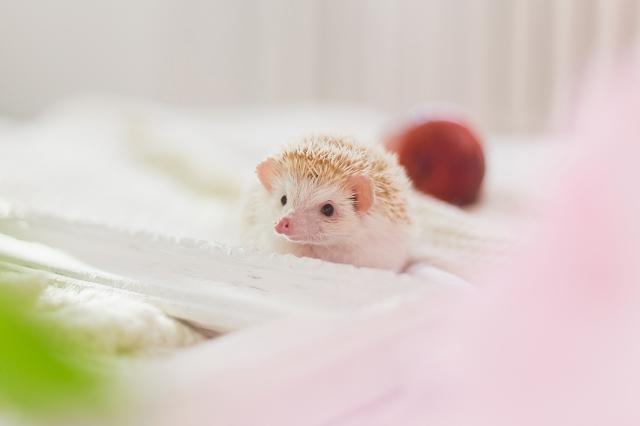 The Cutest Pets on the Planet: Meet 10 Adorable Animals cover picture