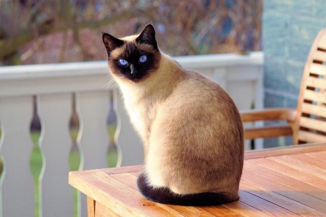 Understanding cat’s behavior; “Dogs have masters, cats have servants! cover picture