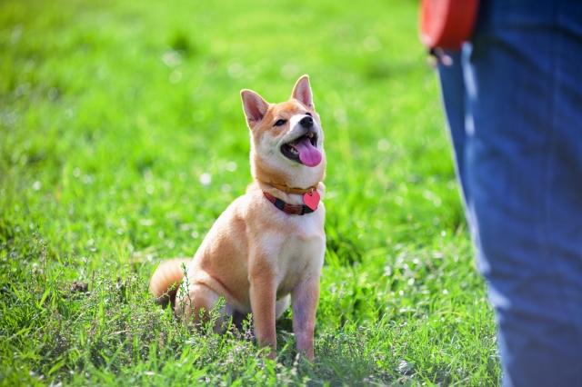 What To Expect and How To Prepare for Dog Training Classes cover picture