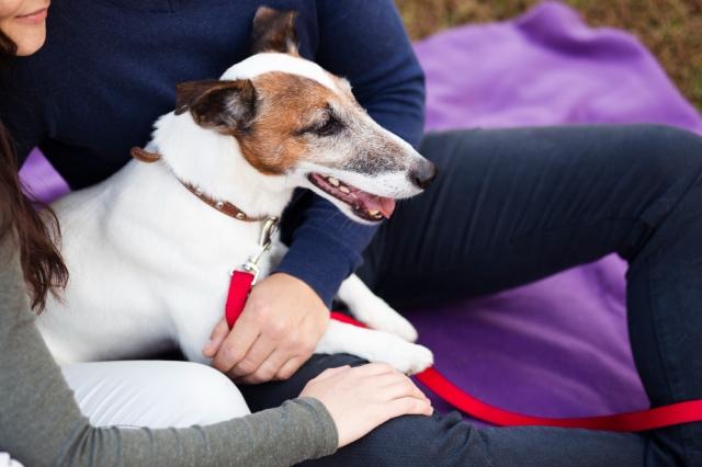 Dog Bite Severity: How Personal Injury Attorneys Support Victims’ Recovery cover picture