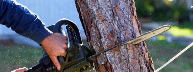 How Do Professionals Remove A Tree? cover picture