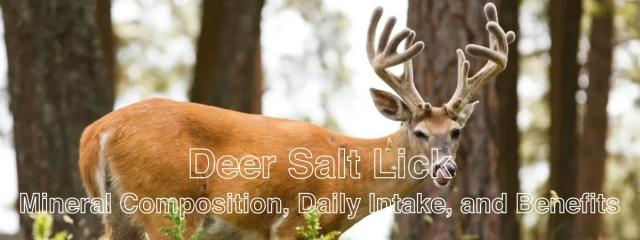 The Importance and Benefits of Salt Licks for Cows and Deer cover picture