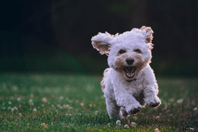 How to Train Your Dog cover picture