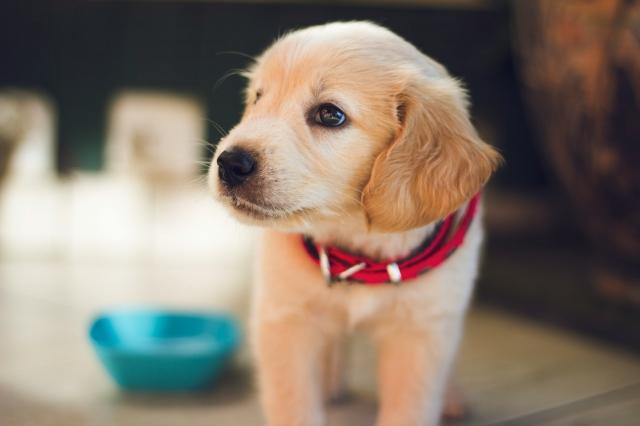 Struggling with Your Dog’s Behaviour? Benefits of Turning to a Professional Trainer cover picture