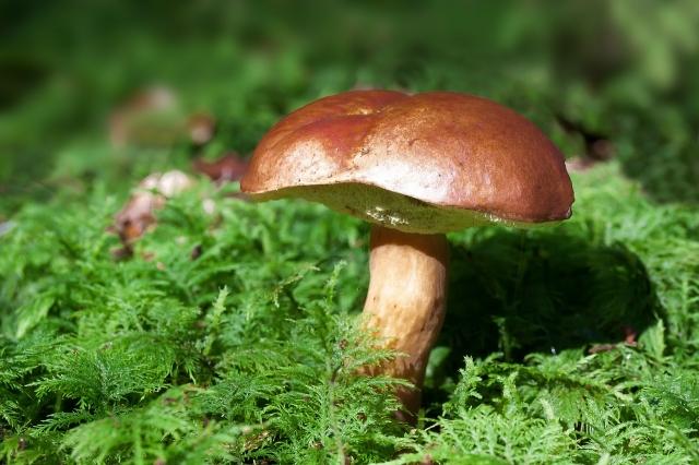 The Foundation of Healing: How Mushroom Spores are Revolutionizing Psychedelic Therapies cover picture