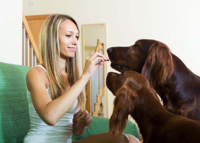 How Hemp Chews Support Dog Health cover picture