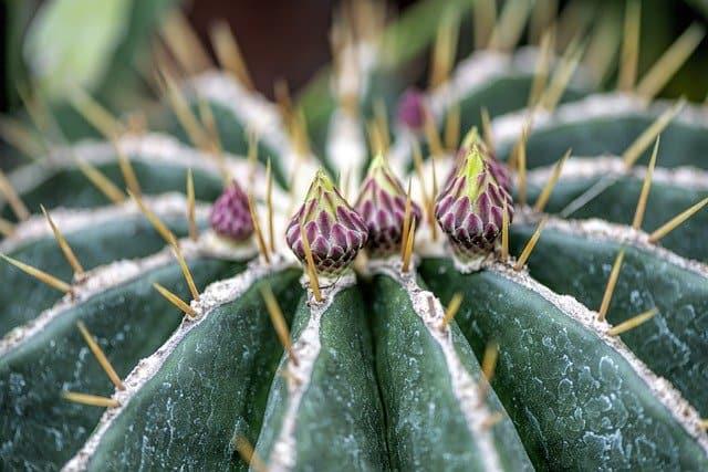 The cactus oil, the perfect ally of all beauties cover picture