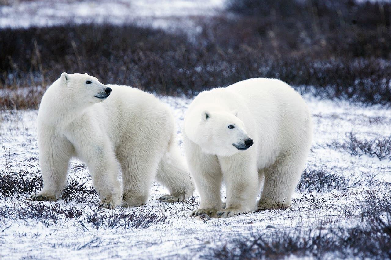 Polar bear, the white creature in danger cover picture