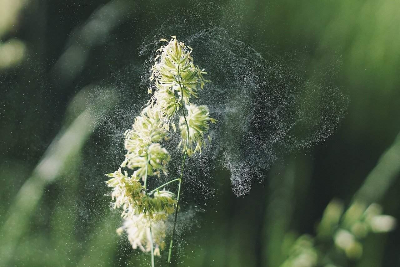 Seasonal allergy, definition, symptoms, and treatments cover picture