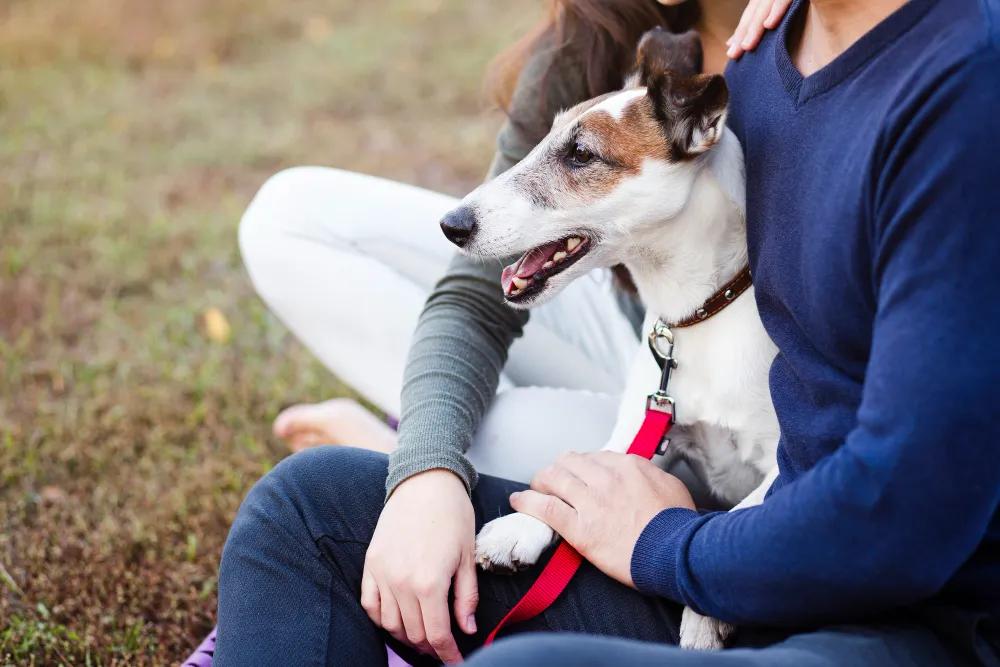 Why Legal Support Matters in Dog Bite Injury Cases cover picture