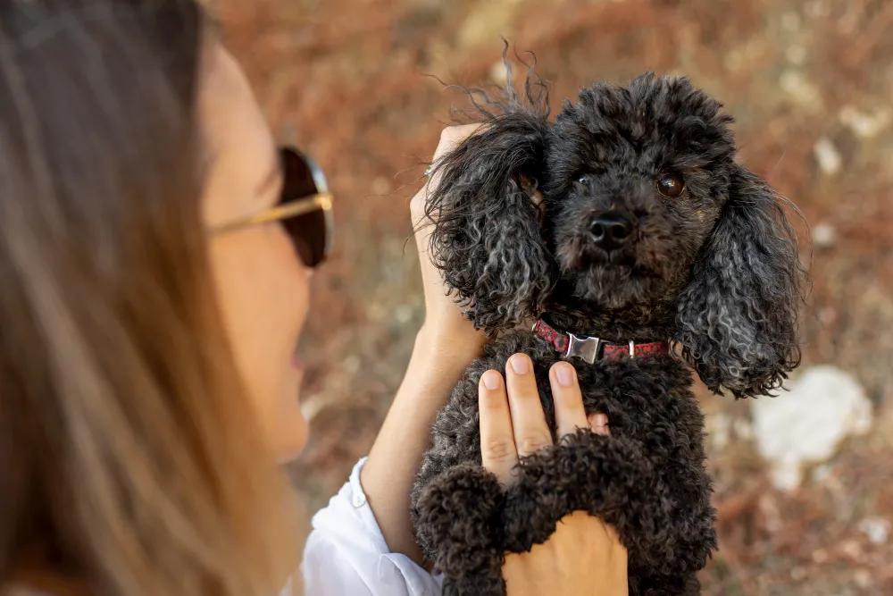 Discover Key Characteristics of Cavapoo Puppies and the Value of Trusted Sellers cover picture