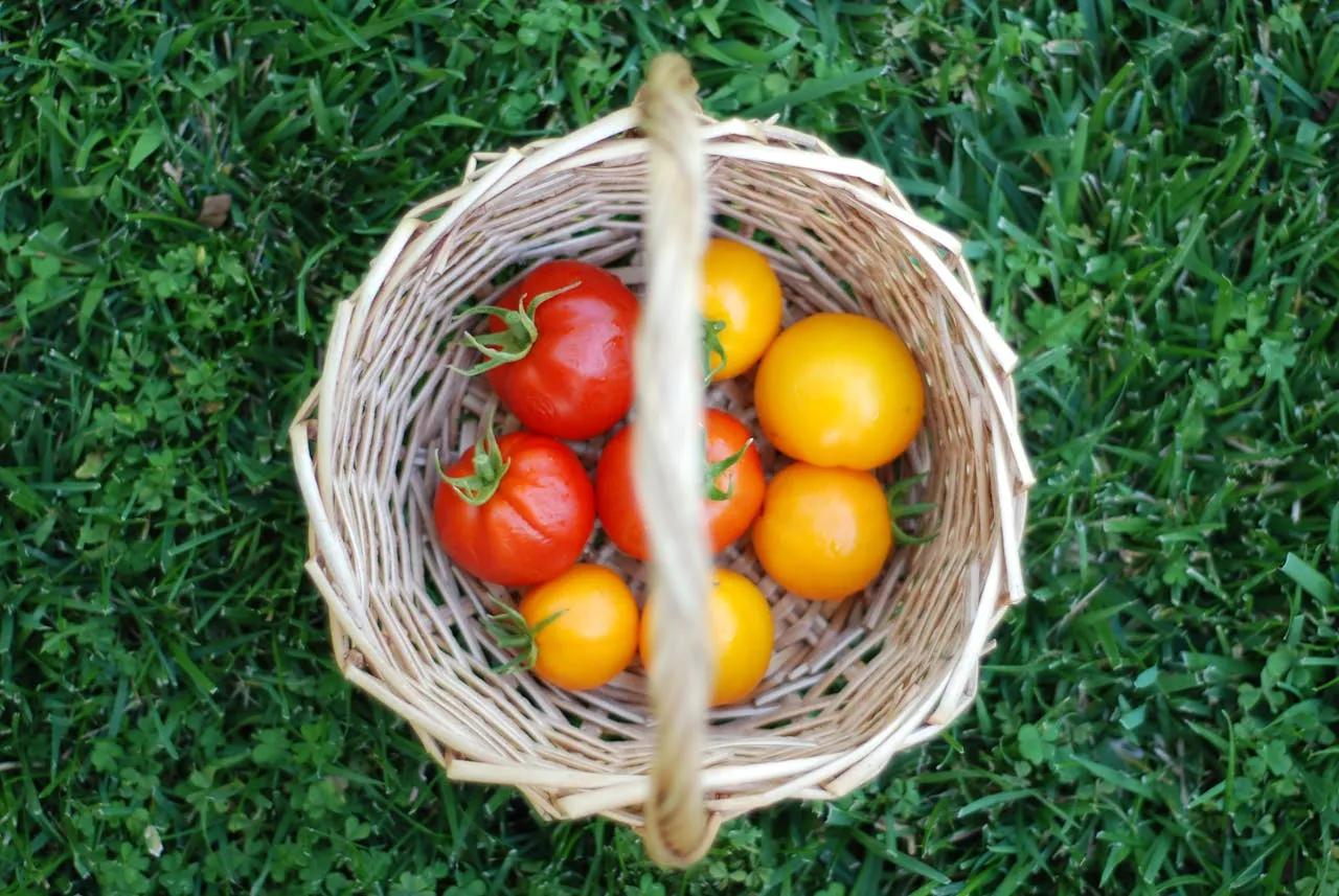 4 Simple Ways to Live a More Eco-Friendly Lifestyle cover picture
