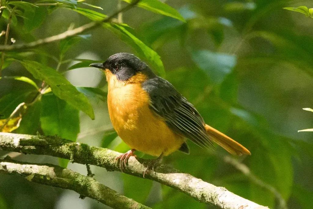Bird Watching for Mental Wellness: How Observing Birds Boosts Positive Living cover picture