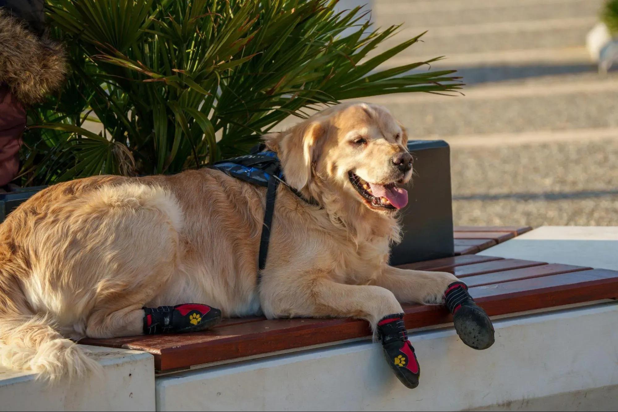 Front-Leg Mobility Support in Dogs Is Changing What Recovery Looks Like cover picture