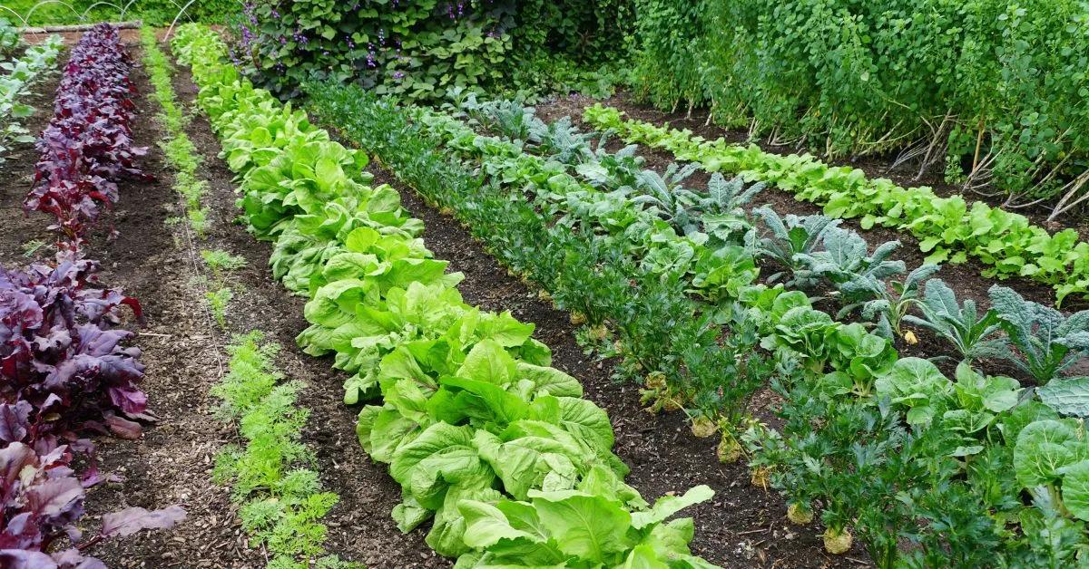 5 Errors To Skip When Growing Vegetables at Home cover picture