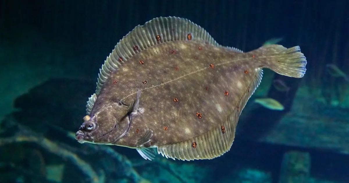 What Makes Flounder Hard To Spot at Night cover picture
