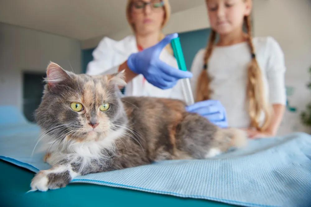 The Benefits of a Cat Breed DNA Test for Modern Pet Owners cover picture