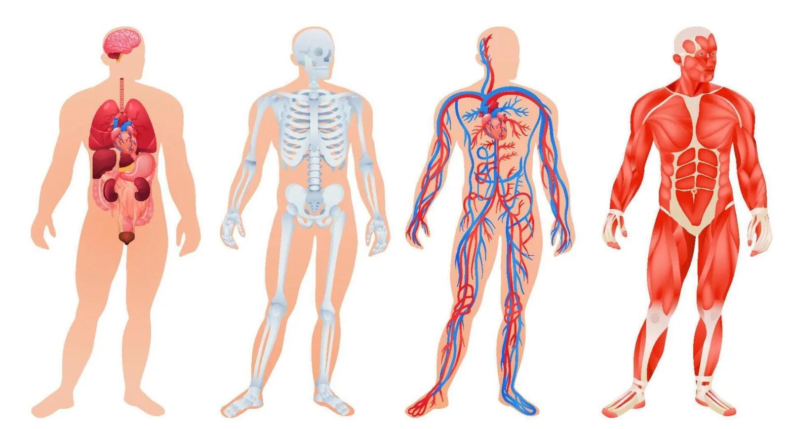 Healthy Circulation, Happier Life: How Vein Health Impacts Overall Well-Being cover picture