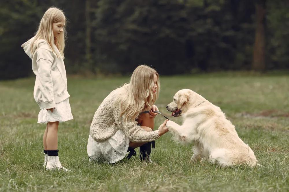 Why White Lab Puppies Are the Perfect Family Companion cover picture