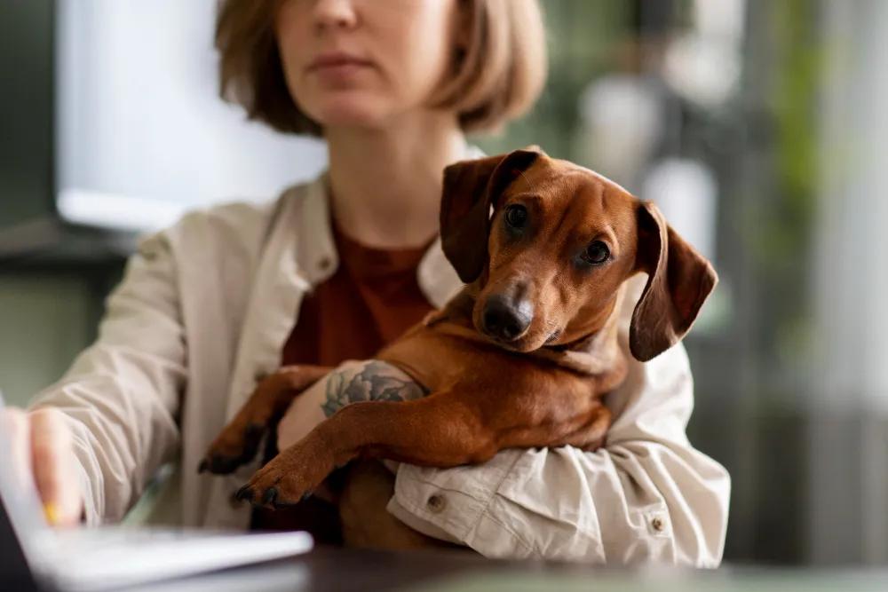 How Dog Bite Lawyers Help Victims Recover Their Medical Expenses cover picture