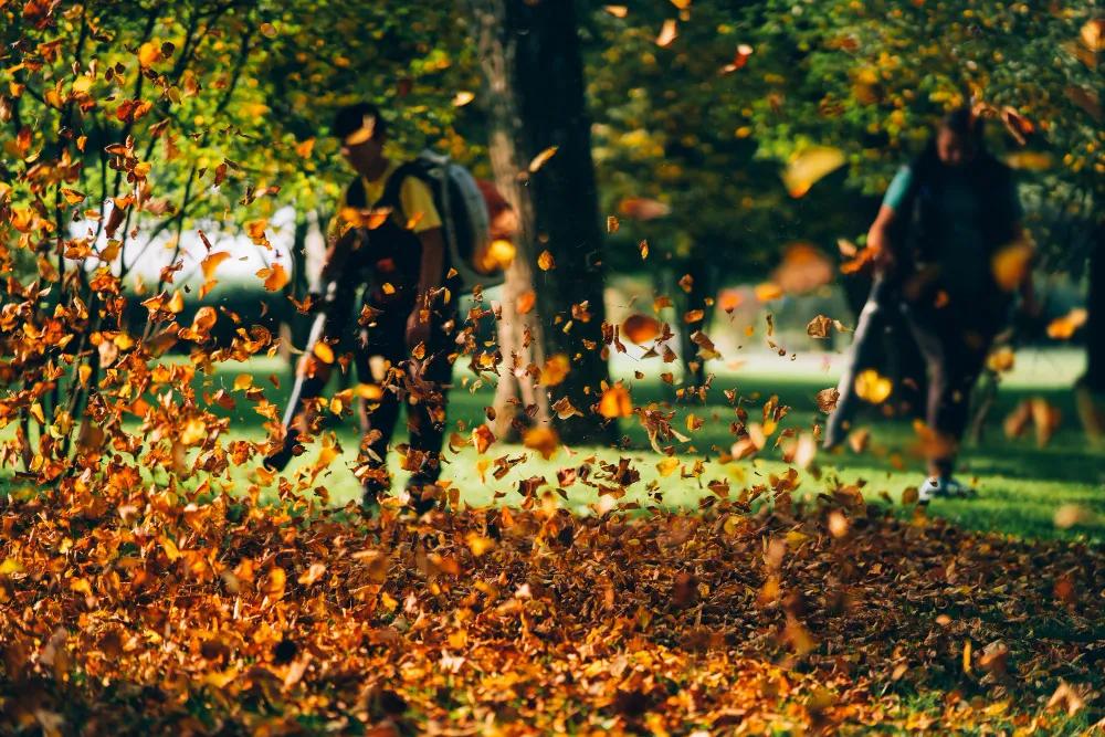 Top 6 Tree Service Companies In South Denver And The Denver Metro Area cover picture