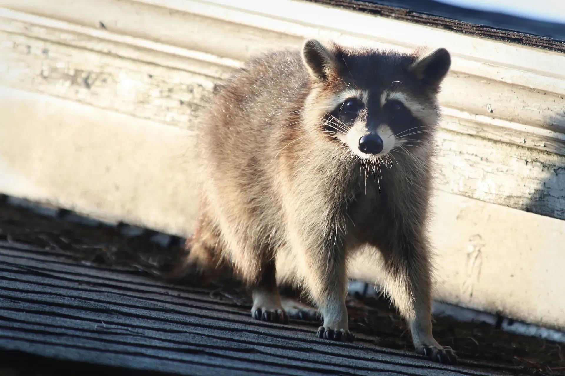 7 Signs Wildlife May Be Living in Your Attic cover picture