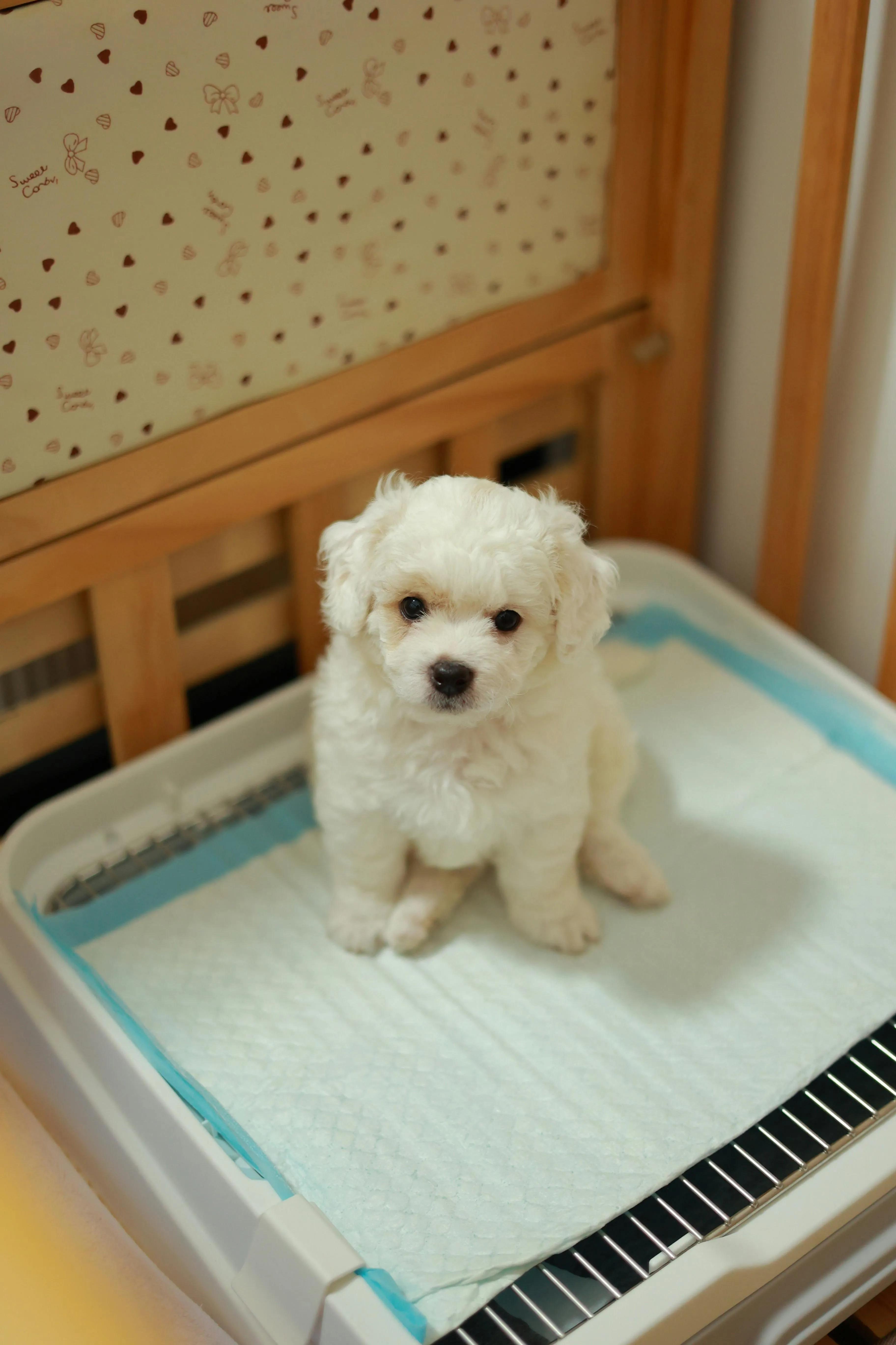 Smart Start Puppy Training Singapore for Happy Pet Parents cover picture