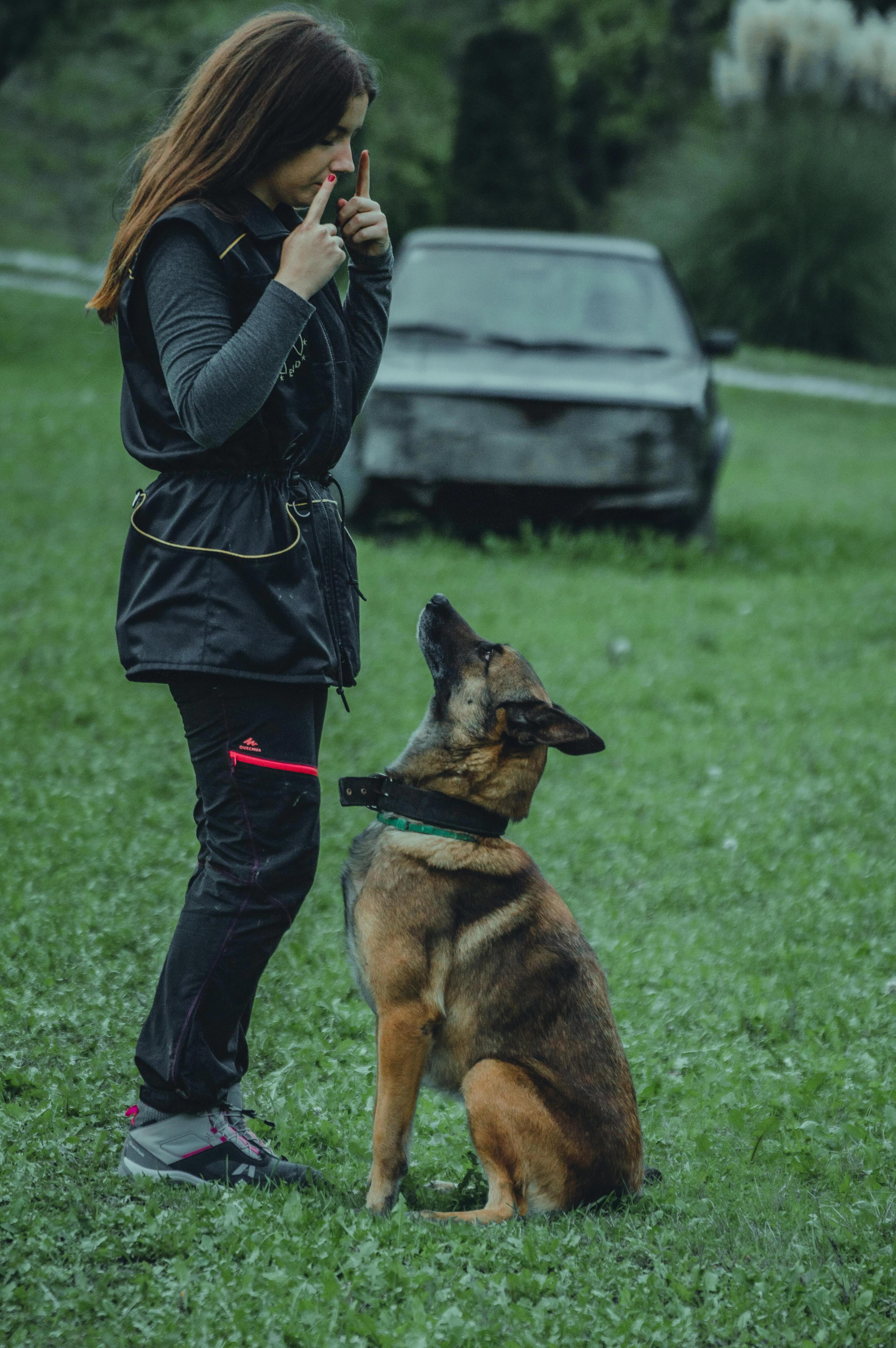 Understanding K9 Dog Training Prices and What Shapes the Cost cover picture