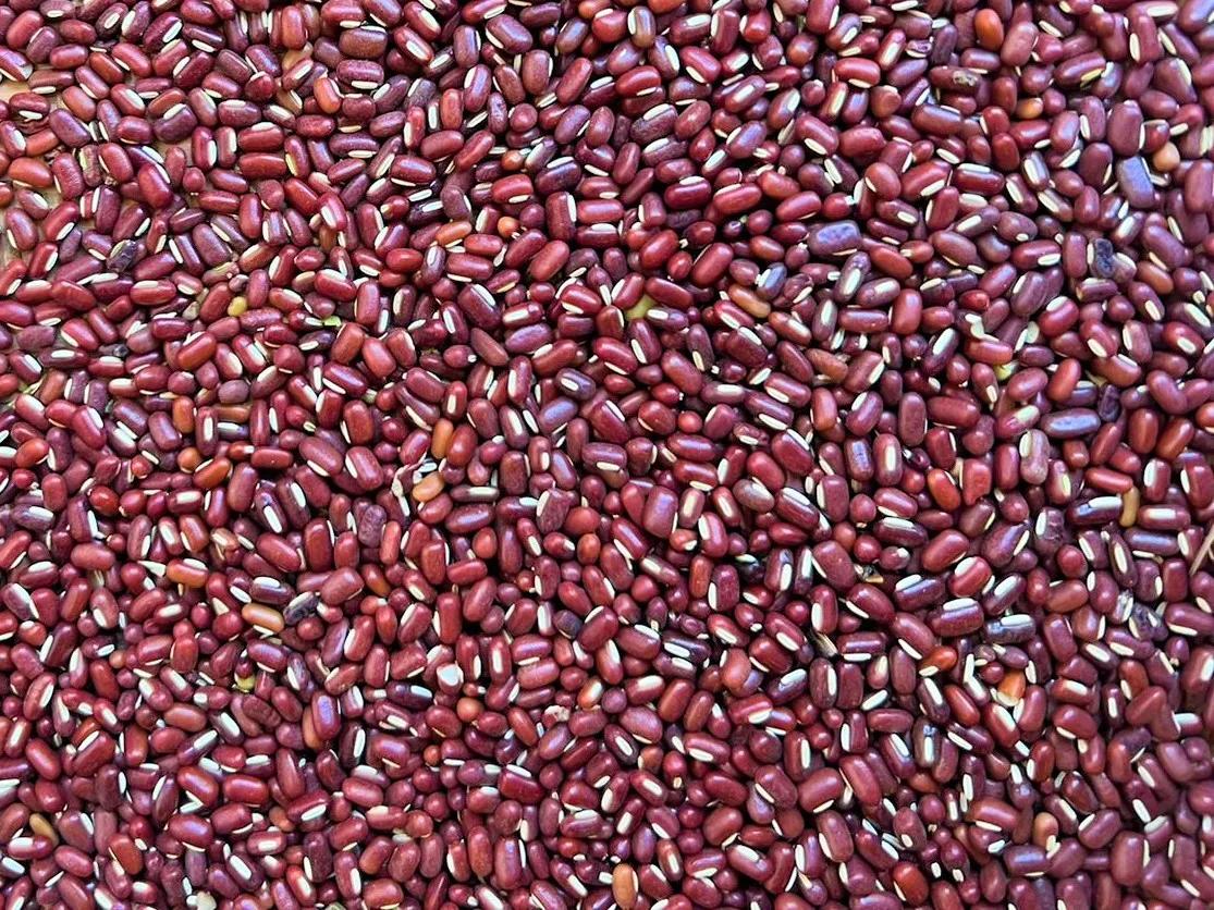 Bamboo Beans Exporter: Delivering Premium Madagascar Beans to Global Markets cover picture