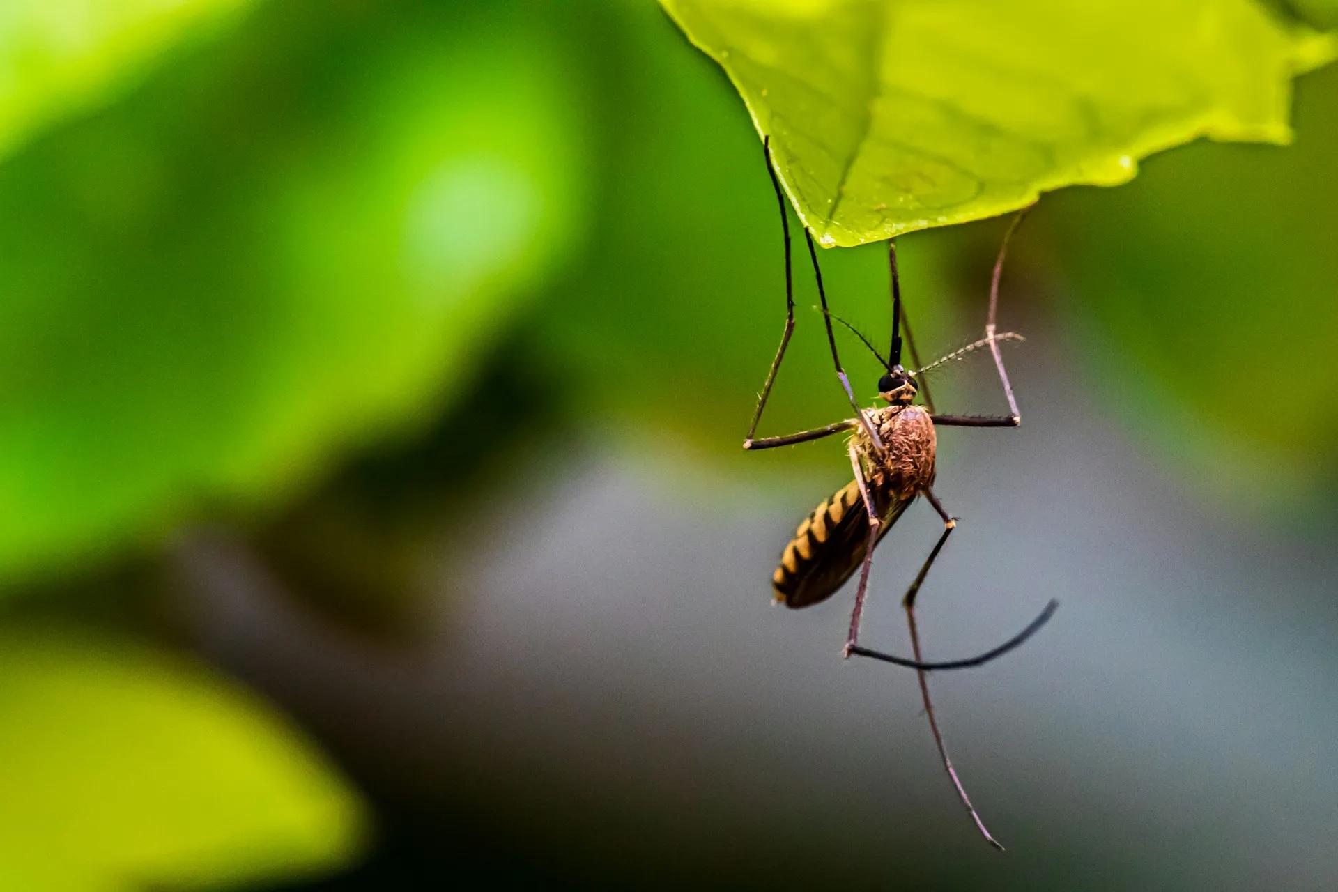 Why Mosquitoes Always Seem to Pick One Person at Your Backyard Party cover picture