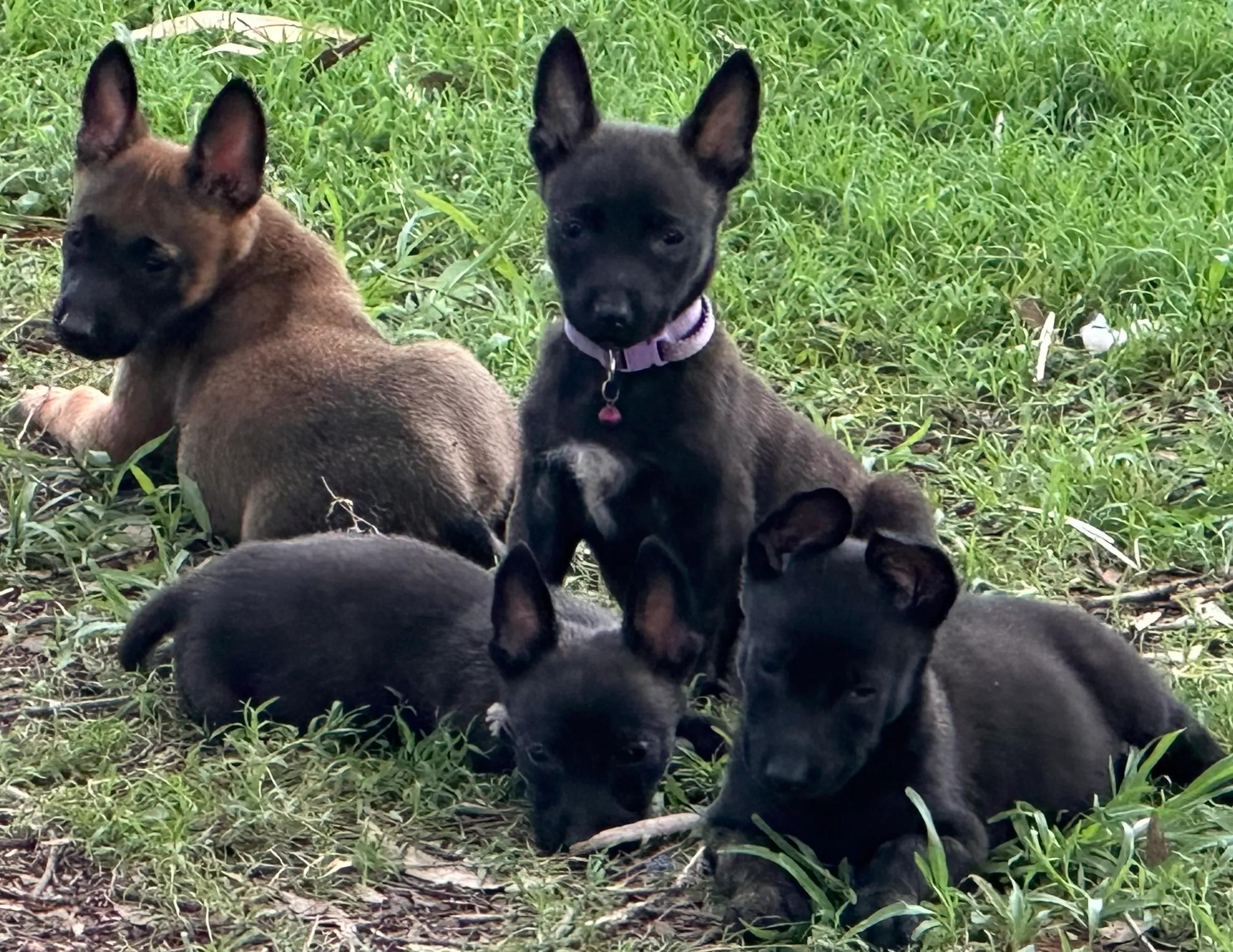 How Dutch Shepherd Puppies Develop Strong Drive and Balance cover picture