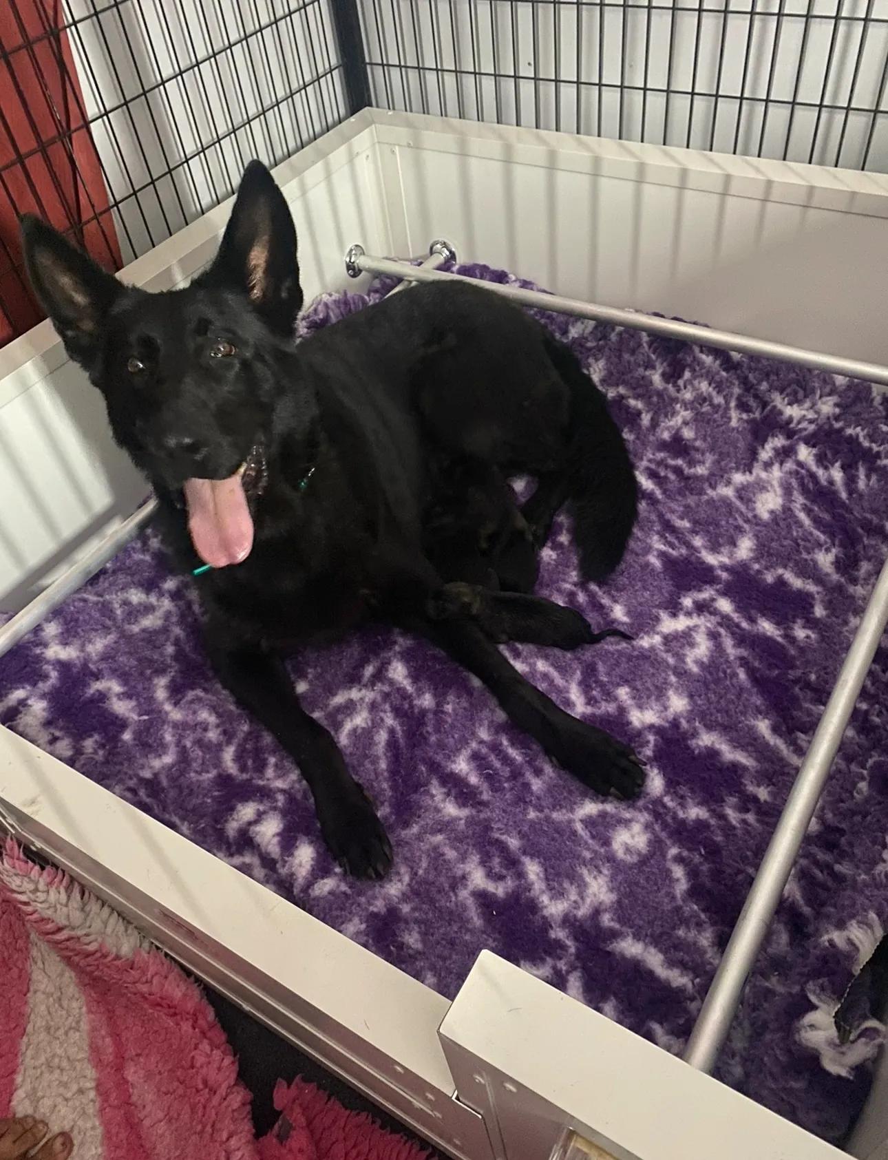 How to Find German Shepherd Puppies for Sale Queensland from a Reliable Breeder cover picture