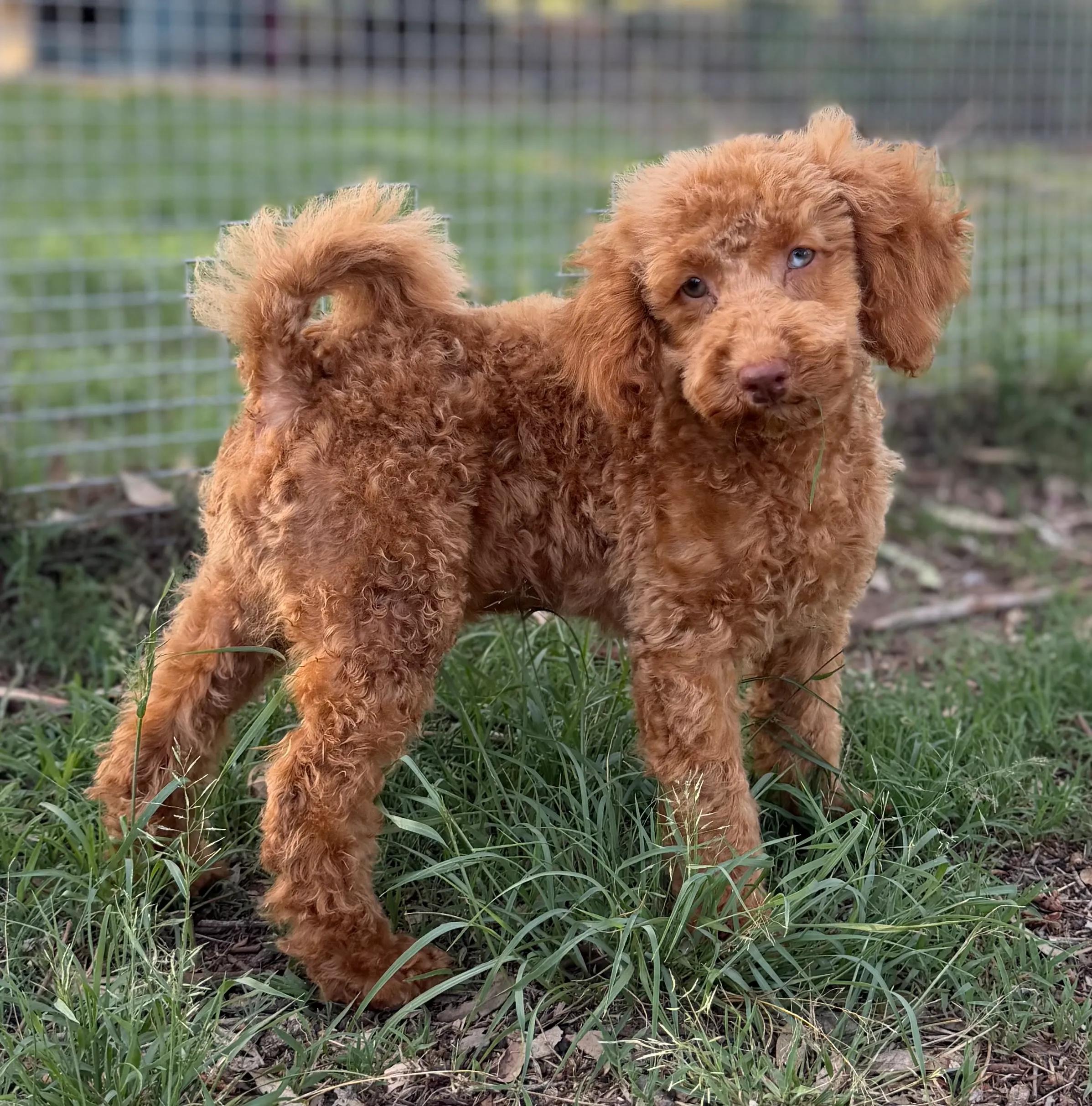 Low-Shedding Dog Alternatives To Cockapoos & Cavoodles In Queensland cover picture
