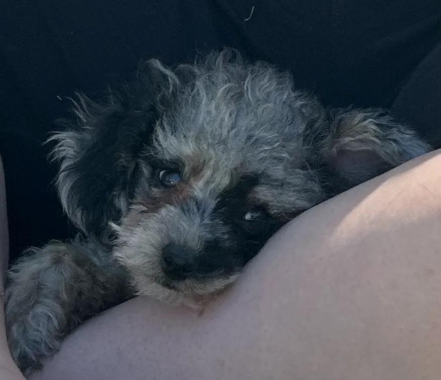 What to Know Before Buying Cavoodle Puppies Near Brisbane cover picture